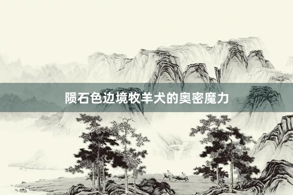 陨石色边境牧羊犬的奥密魔力